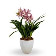 Cymbidium Mini