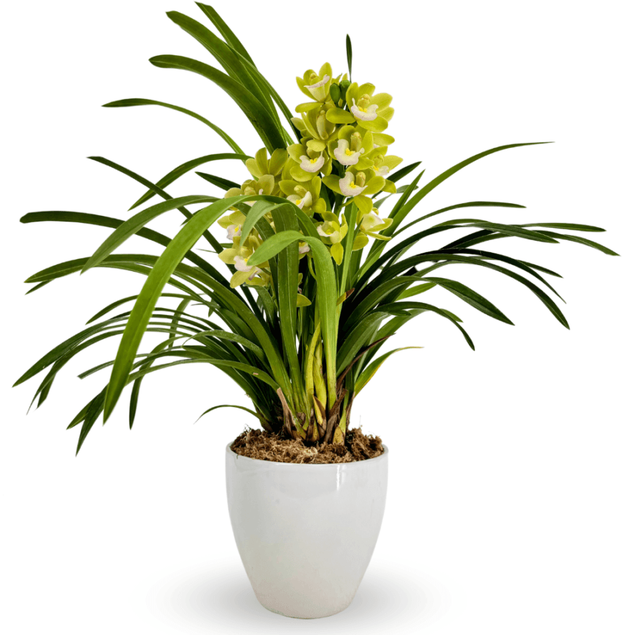 Cymbidium Mini