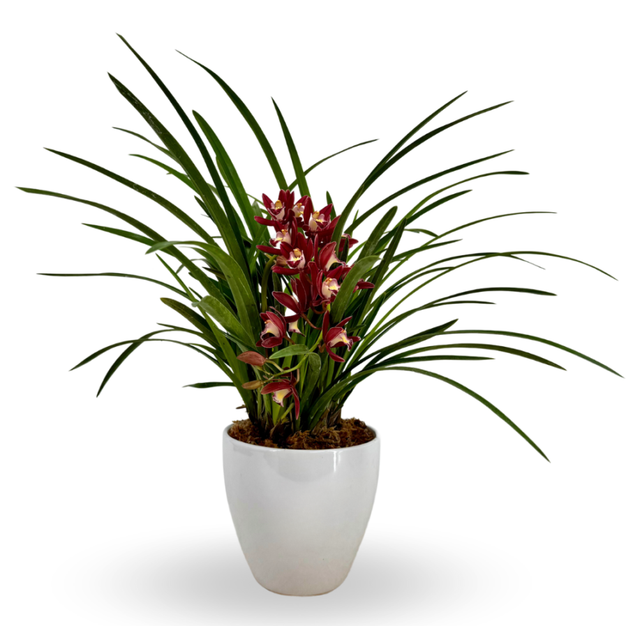 Cymbidium Mini