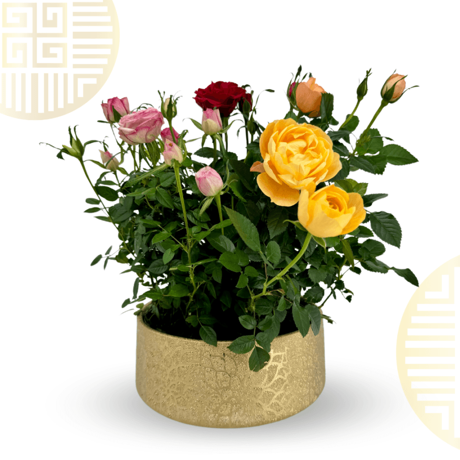 Mix Roses in FloraGold Pot 3 in 1