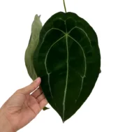 Anthurium forgetii