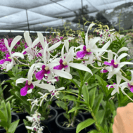 Dendrobium Meesangnil