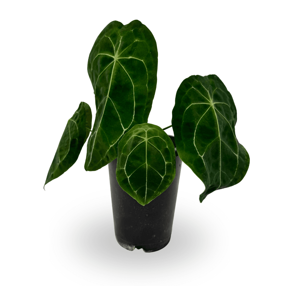 Anthurium forgetii 'Alien' Hybrid - Toh Garden : Singapore Orchid Plant &  Flower Grower
