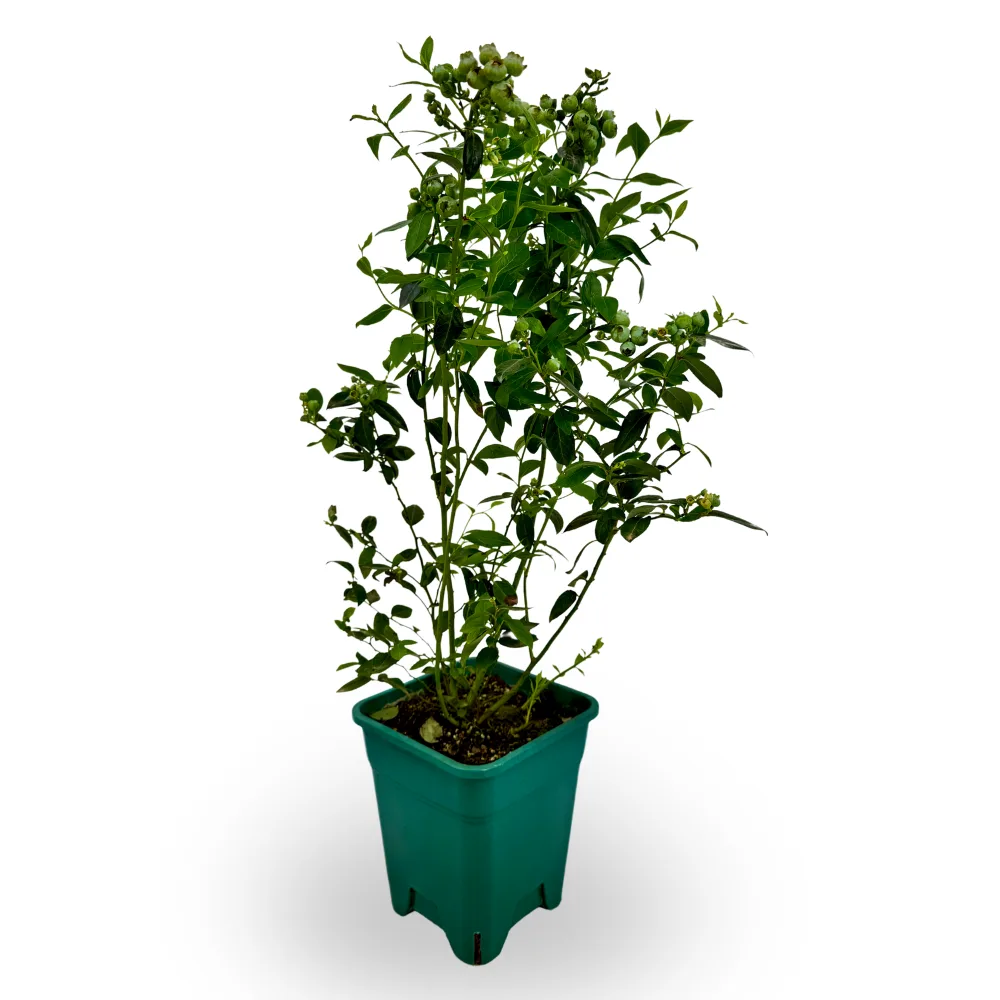 Blueberry Plant