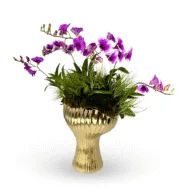 Mini Dendrobiums & Airplants in Aurea Shell