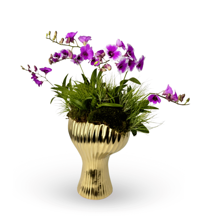 Mini Dendrobiums & Airplants in Aurea Shell
