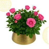 Pink Rose in Golden Pot