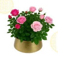 Pink Petal Rose in Golden Pot