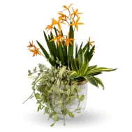 Procatavola Golden Peacock Arrangement