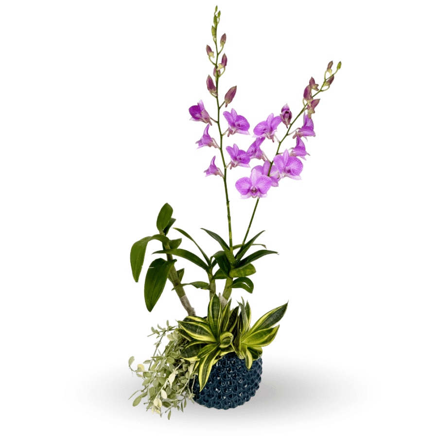 Dendrobium Candy Stripe Arrangement