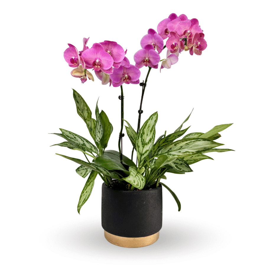 Phalaenopsis Arrangement | Dieffenbachia 'Star Bright'