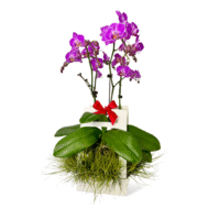 Mini Phalaenopsis Gift Box | Purple Grace