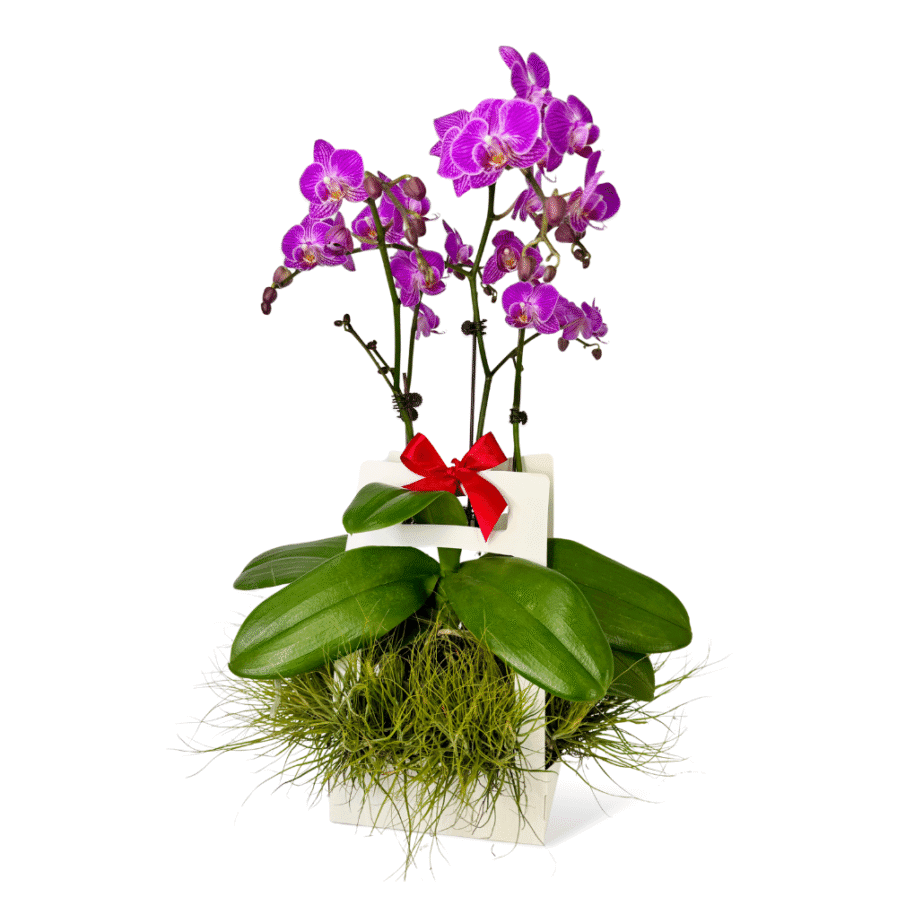 Mini Phalaenopsis Gift Box | Purple Grace