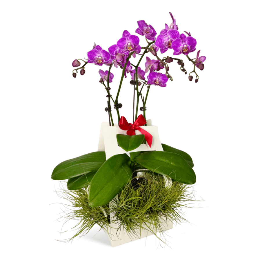 Mini Phalaenopsis Gift Box | Purple Grace