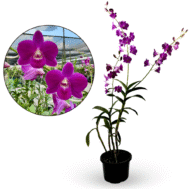 Dendrobium Genting Blue