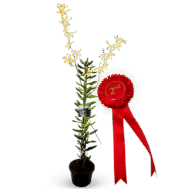 Arachnis Maggie Oei Ribbon
