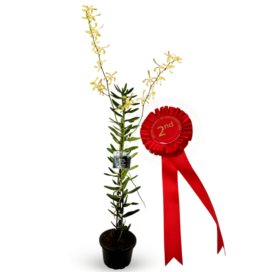 Arachnis Maggie Oei Ribbon