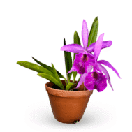 Brassocattleya Goh Soh Meng