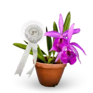 Brassocattleya Goh Soh Meng