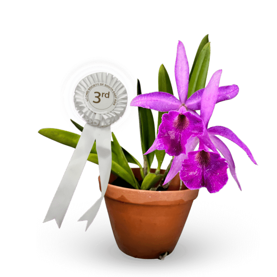 Brassocattleya Goh Soh Meng