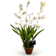 Encyclia alata