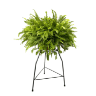 Series C – Tall Orchid Pedestal Stand