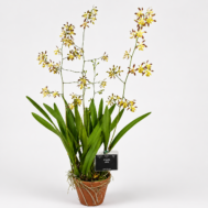 Encyclia alata