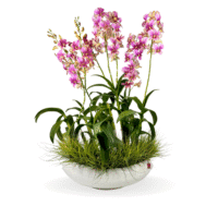 Dendrobium Yamamoto in Xiang Vessel | Cloud Drift