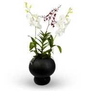 Renanthera & Dendrobium Duo in Terra Core Pot
