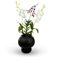 Renanthera & Dendrobium Duo in Terra Core Pot