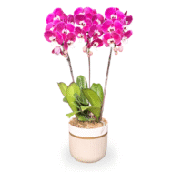 National Day Orchid Bowl