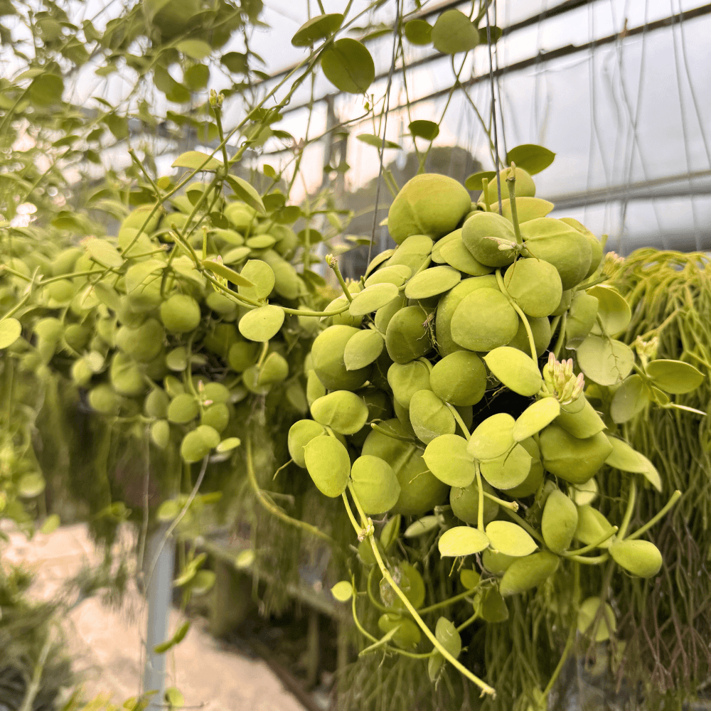 Dischidia nummularia Dischidia nummularia