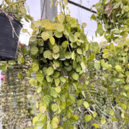 Dischidia ovata (Watermelon Dischidia)