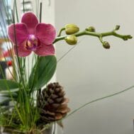 Regrow your Phalaenopsis Bundle (Free Fertilizers)