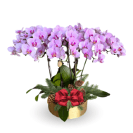 Phalaenopsis Arrangement | Blush Christmas Orchids