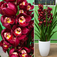 High Grade Cymbidium in Glazed Ceramics