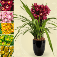 High Grade Cymbidium in Glazed Ceramics