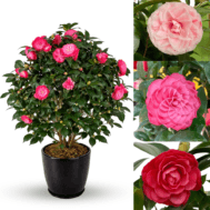 Camellia japonica