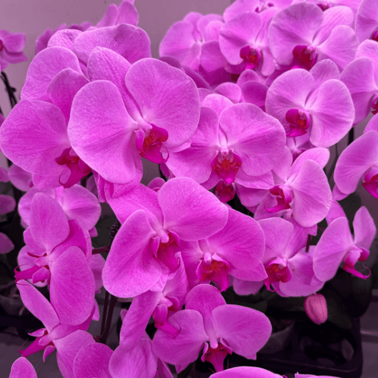 Phalaenopsis Pink Phalaenopsis Pink