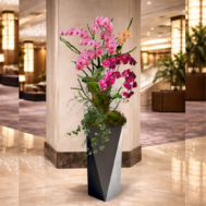 Phalaenopsis | Orchid Poise