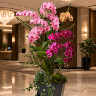 Phalaenopsis | Orchid Poise