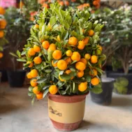 Dragon Heart Lime | 四季金桔（龙胆桔）