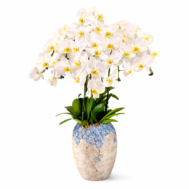 Phalaenopsis Arrangement | Floral Concord