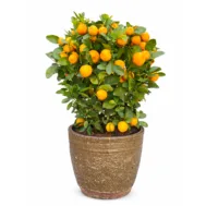 Dragon Heart Lime | 四季金桔（龙胆桔）