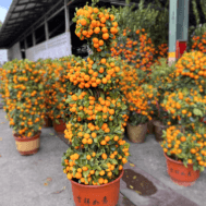 Four Season Lime | 5-Tier Prosperity Tree (150 cm)