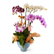 Phalaenopsis Arrangement | Bloom Balance