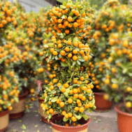 Four Season Lime | 3-Tier Prosperity Tree