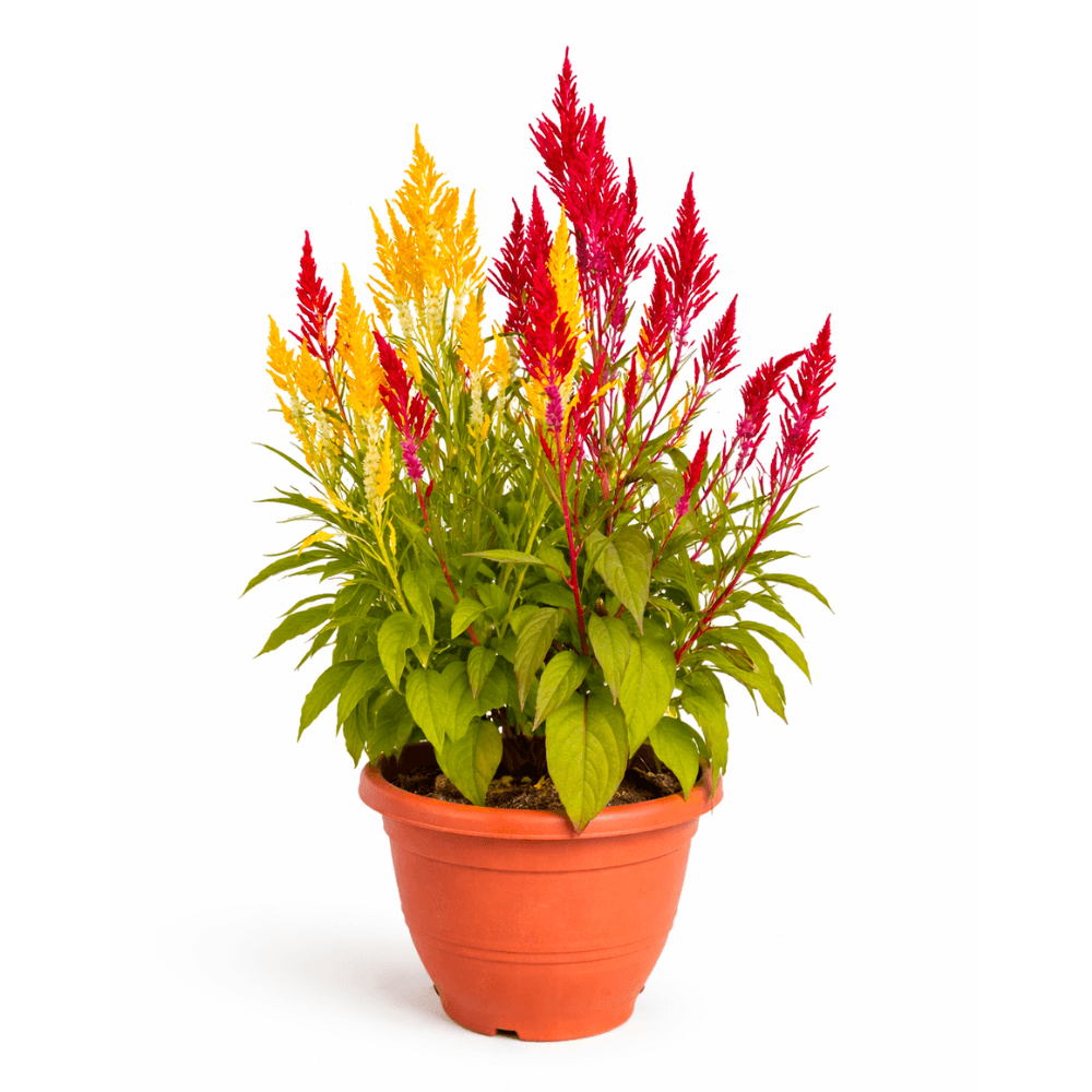 Celosia argentea | Golden Flame Celosia argentea | Golden Flame
