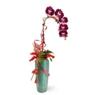 Phalaenopsis Arrangement | Arc of Prosperity