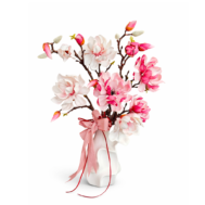 Blush Magnolia Grace